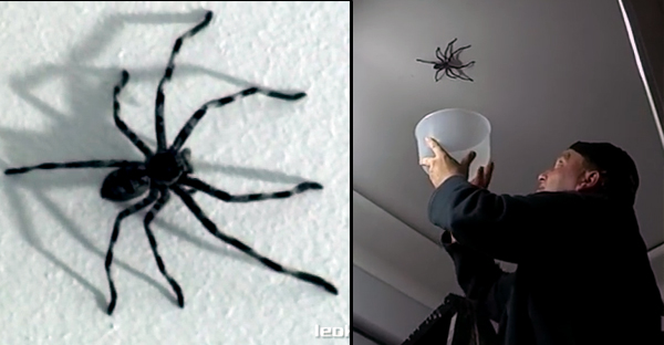 catch-spider