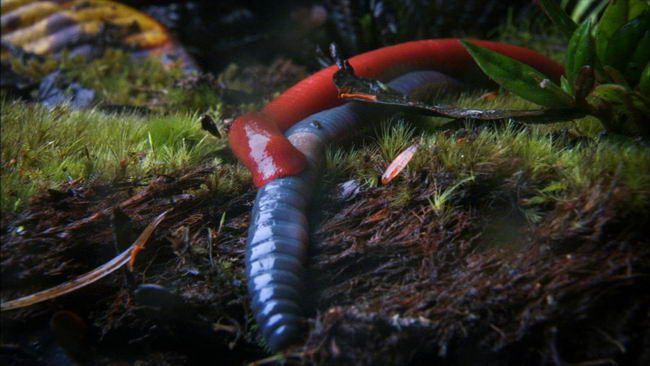 giant-red-leech-03