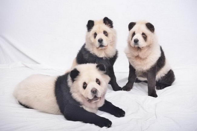 panda-dogs-02