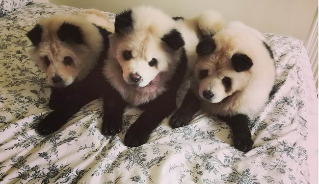 panda-dogs-04