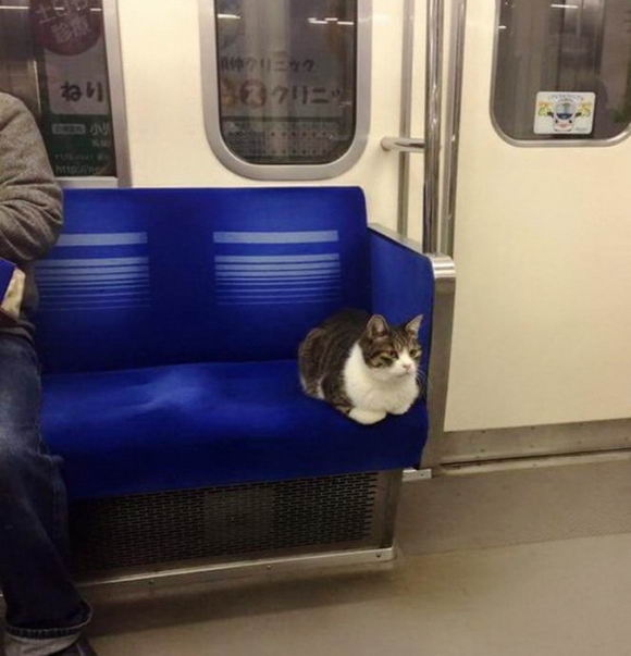 cat-rides-subway-01