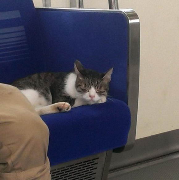 cat-rides-subway-02