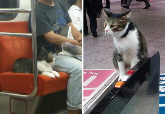 cat-rides-subway-03