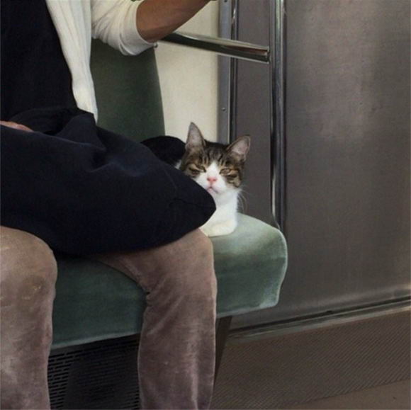 cat-rides-subway-04