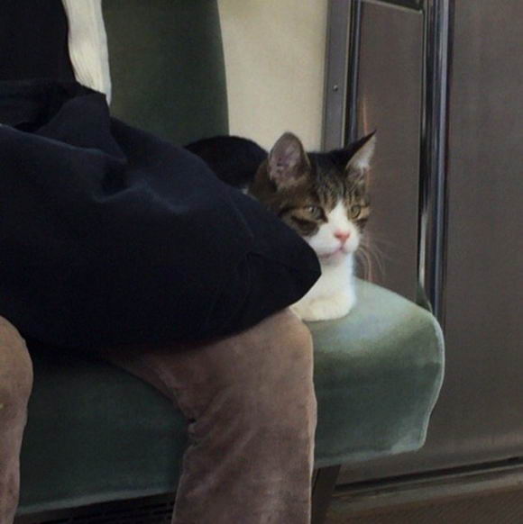 cat-rides-subway-05