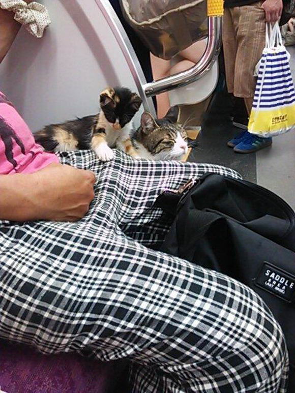 cat-rides-subway-06