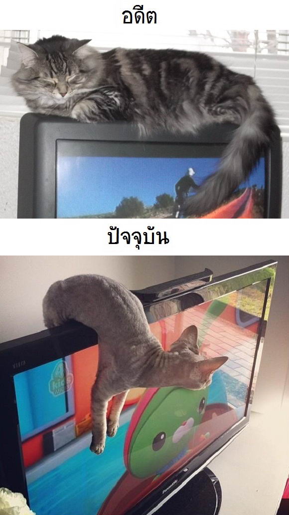 cat-then-now-09