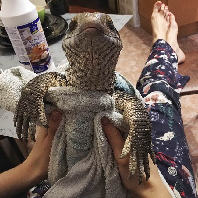 cute-lizard-pet-01