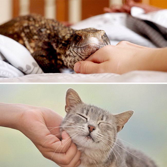 cute-lizard-pet-03