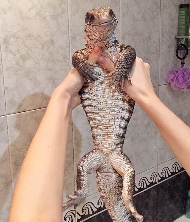 cute-lizard-pet-04