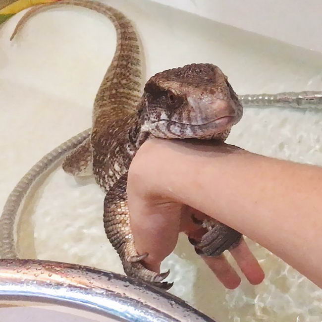 cute-lizard-pet-06