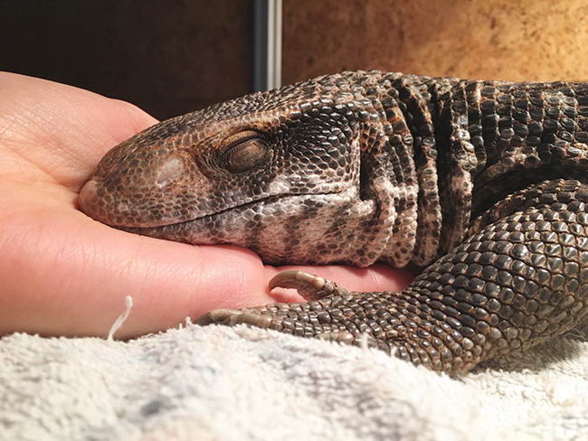 cute-lizard-pet-07