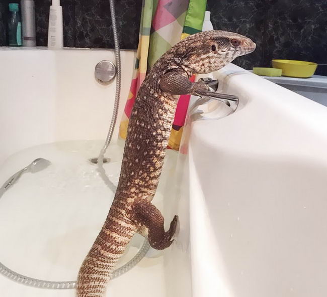 cute-lizard-pet-08