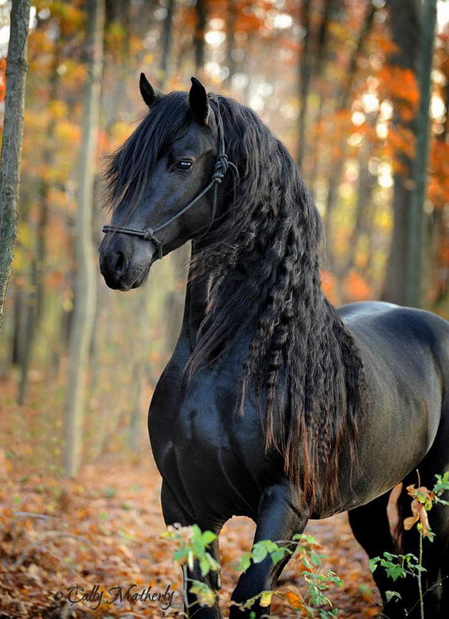 beautiful-horse-05
