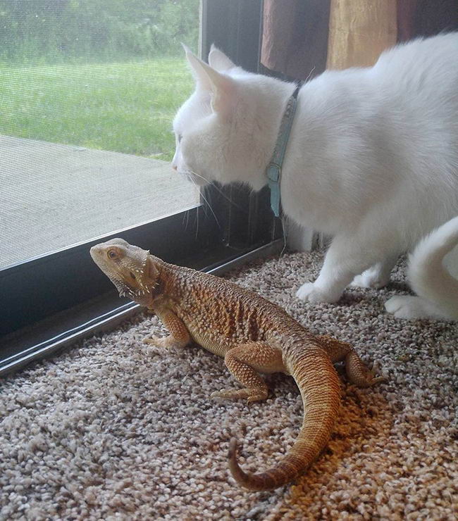 dragon-cat-friendship-03