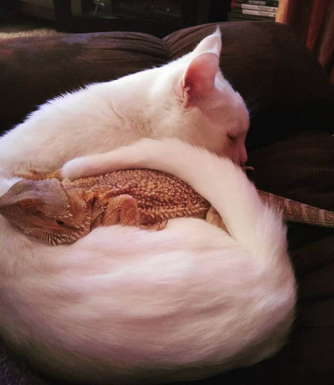 dragon-cat-friendship-04
