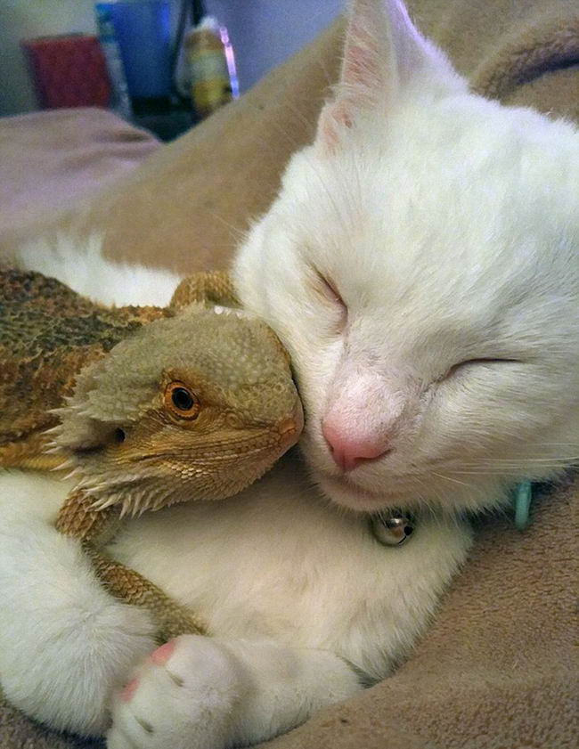 dragon-cat-friendship-05