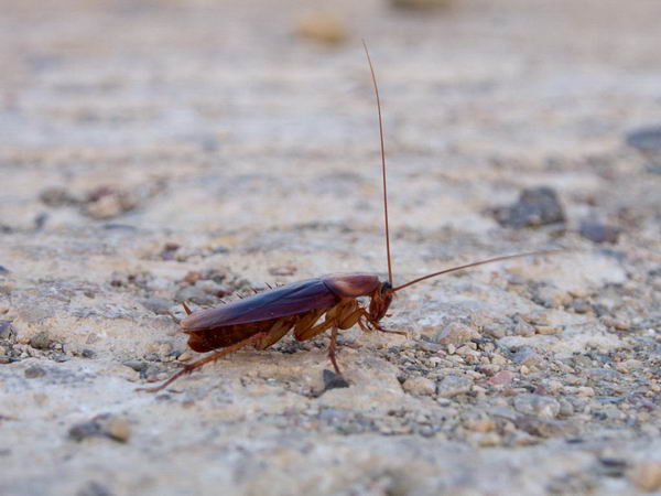 roaches-facts-13