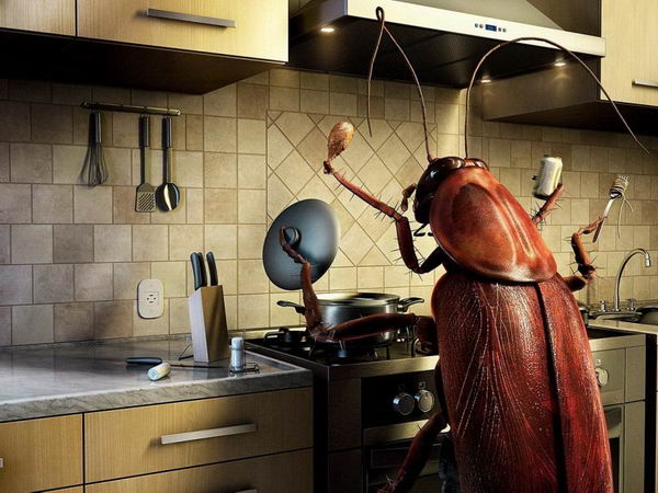 roaches-facts-17