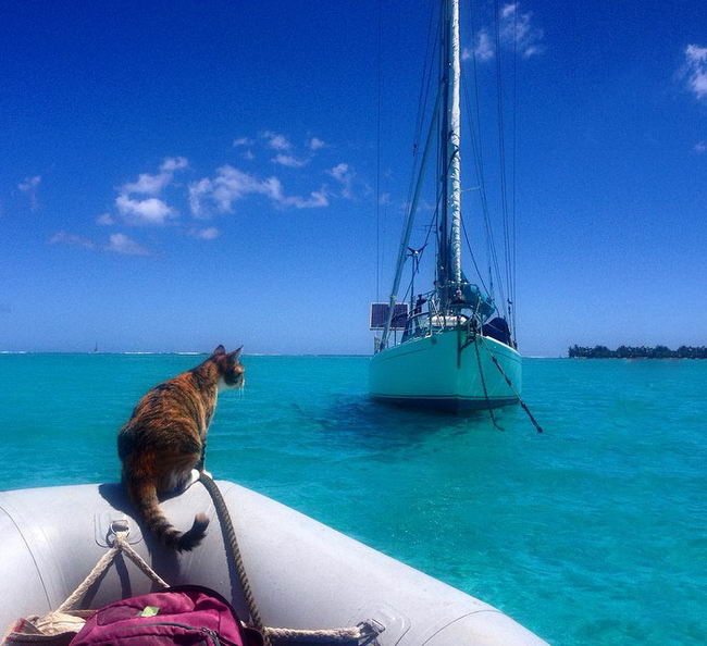 sailing-cat-01