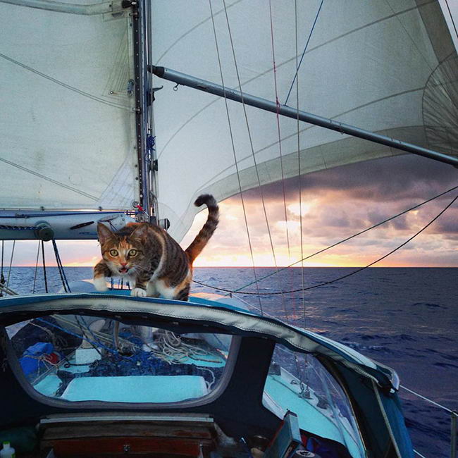 sailing-cat-09