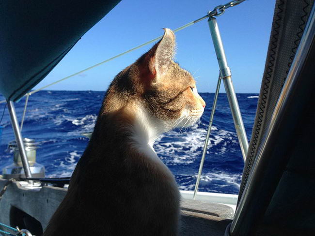 sailing-cat-10