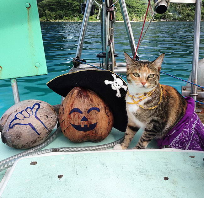 sailing-cat-11
