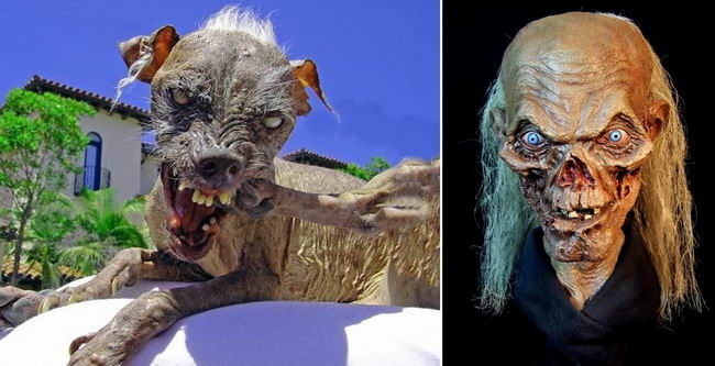 ugly-dog-01
