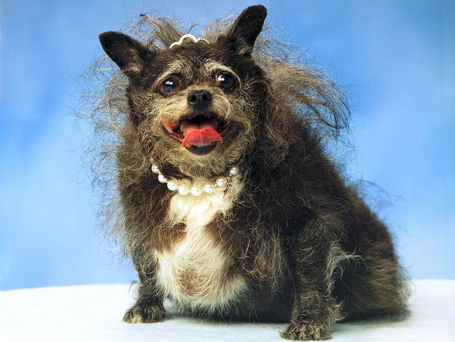 ugly-dog-02