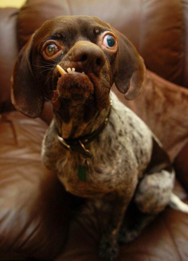 ugly-dog-03