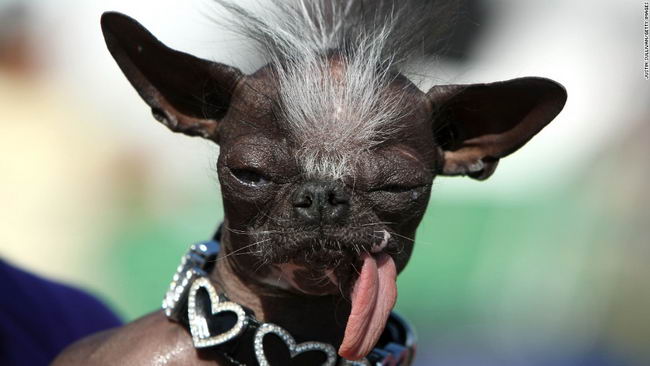 ugly-dog-05