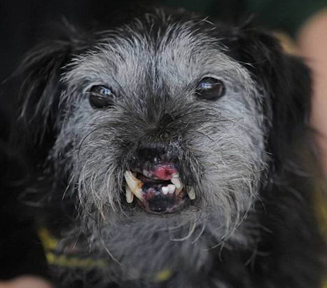 ugly-dog-06