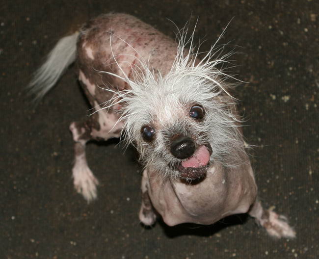 ugly-dog-07