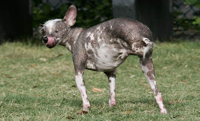 ugly-dog-08