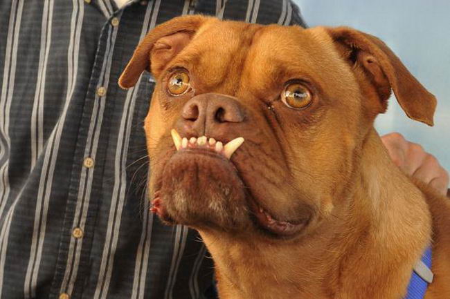 ugly-dog-09