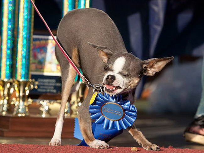 ugly-dog-10