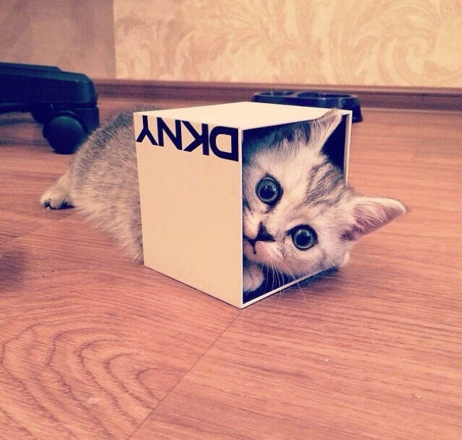 cat-boxes-01