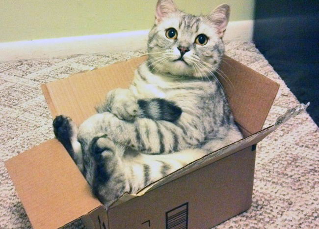 cat-boxes-04