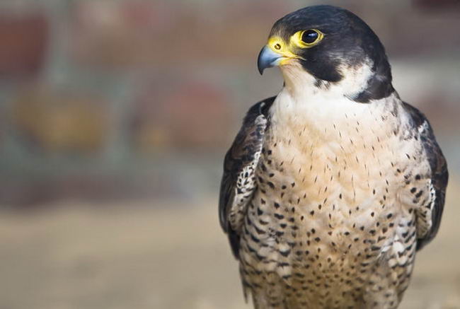 Peregrine Falcon