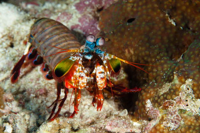 Mantis shrimp stomatopods