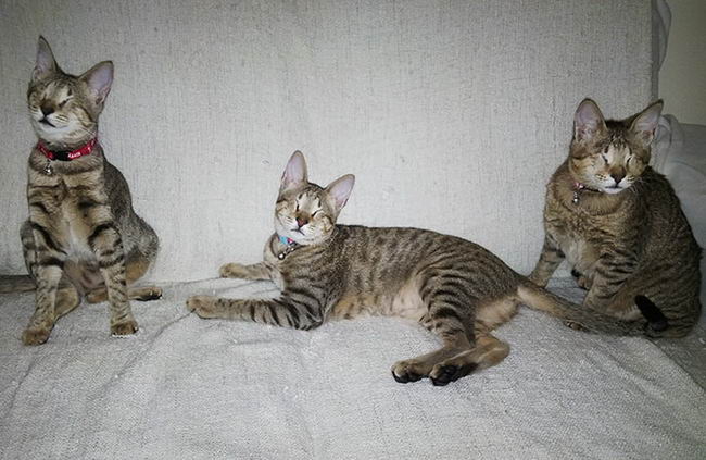 adopted-3-blind-cats-02