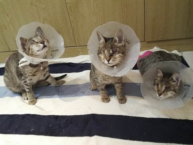 adopted-3-blind-cats-04