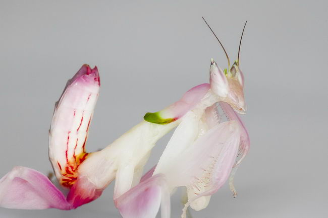 orchid-mantis-01