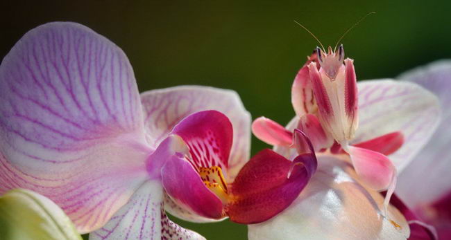 orchid-mantis-02