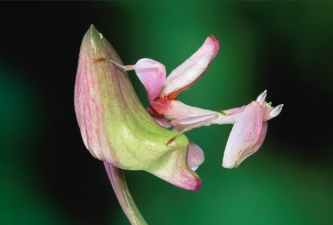 orchid-mantis-03