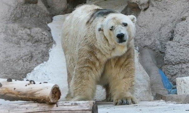 polar-bear-arturo-01