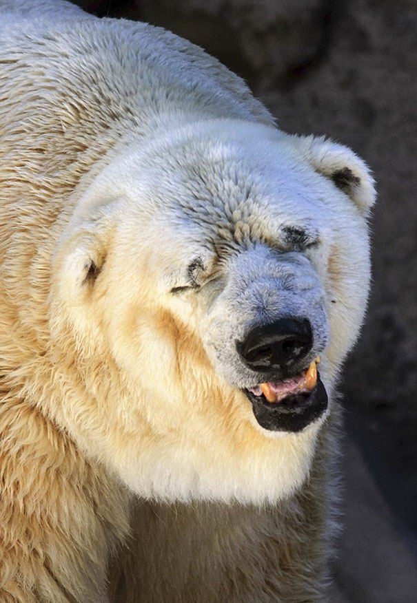 polar-bear-arturo-03