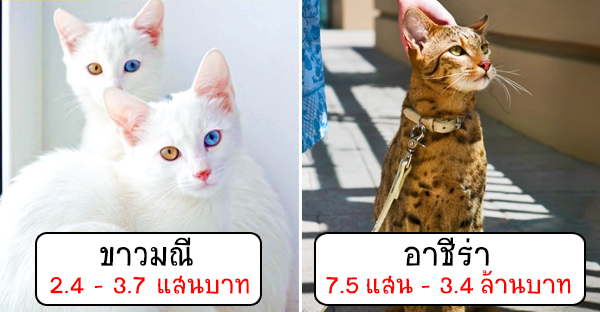 19 สายพันธุ์แมวทั่วโลก กับราคาที่จ่ายแล้วสบายตัว - เพชรมายา