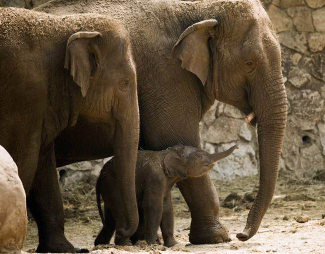 elephant-grandmom-06