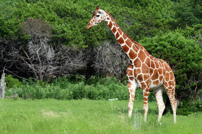 giraffe-04